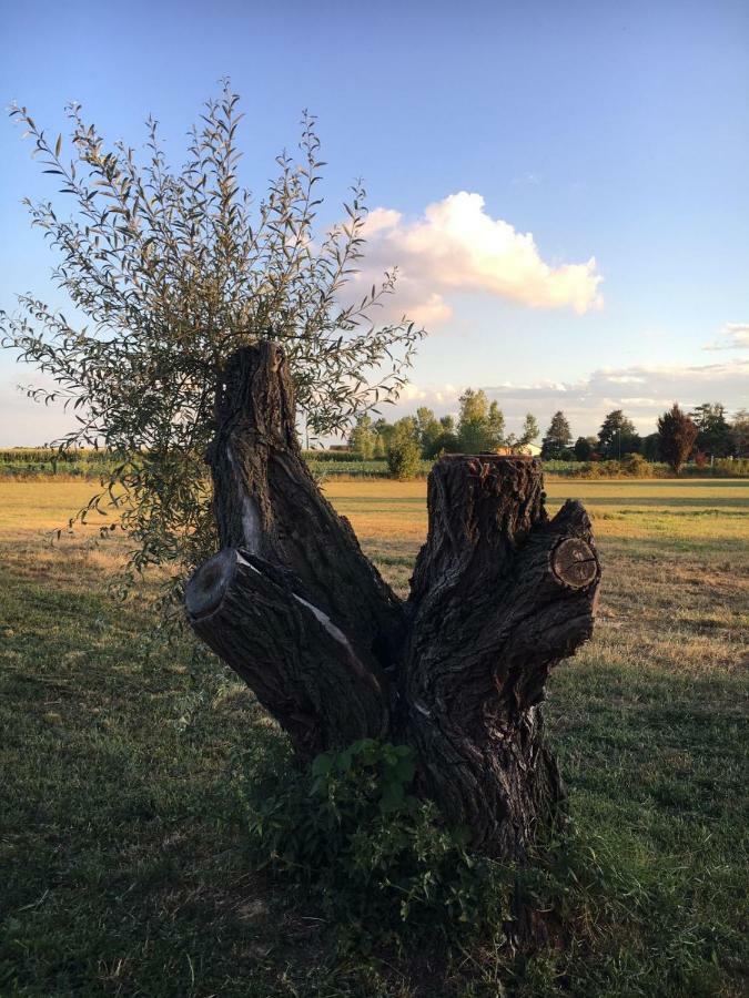 Bed & Breakfast Il Mio Gelso Villanova d'Asti Eksteriør billede